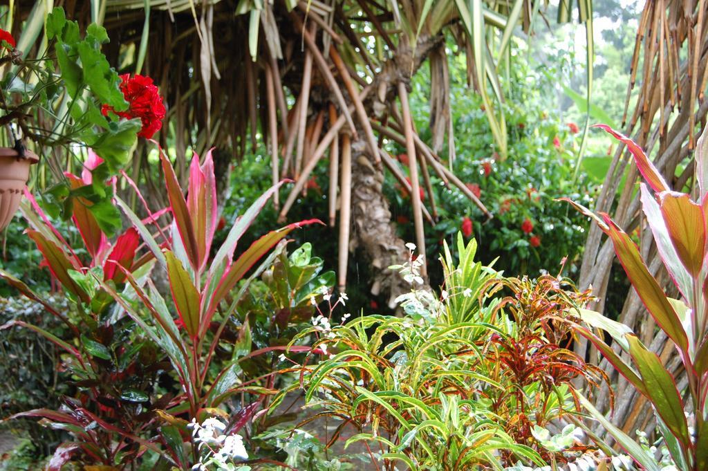 Casa Marcellino Lodge Cahuita Rum bild