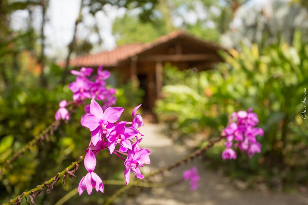 Casa Marcellino Lodge Cahuita Exteriör bild